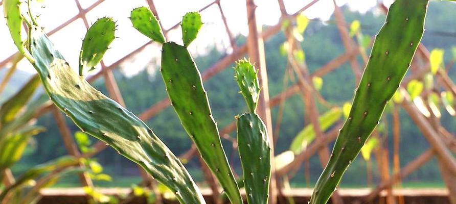 如何选择适合仙人掌的肥料（浇肥正确，让仙人掌更茁壮）