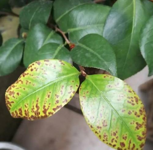 茶花叶子干枯如何救治？（教你轻松解决茶花叶子干枯问题，让茶花重新焕发生机）