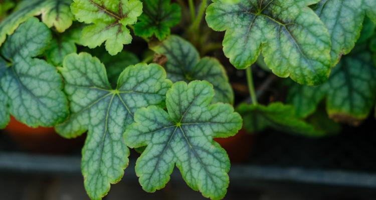 北方室外喜阴花卉种植指南（打造遮荫花园，让阳光少一些温暖多一些凉爽）