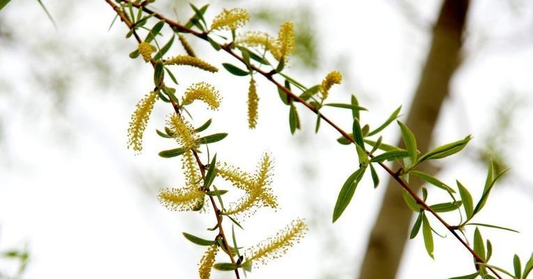 揭秘柳芽采摘时间和收获季节（春季的柳芽——另一种美味的滋味）