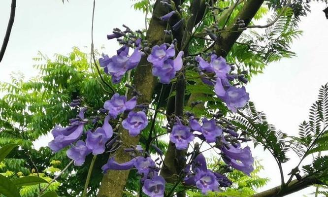 蓝花楹开花时间及生长习性解析（探究蓝花楹的开花规律与生长特性，助力爱好者更好地养护）