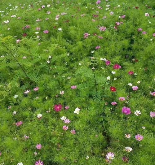 格桑花种植技巧详解（掌握最佳播种时间，轻松拥有盛开的格桑花）