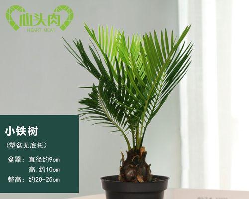 寒冬中的喜阳之美——耐寒植物的品种介绍（探秘耐寒植物的生命力与美丽，让你的冬季更生机勃勃）