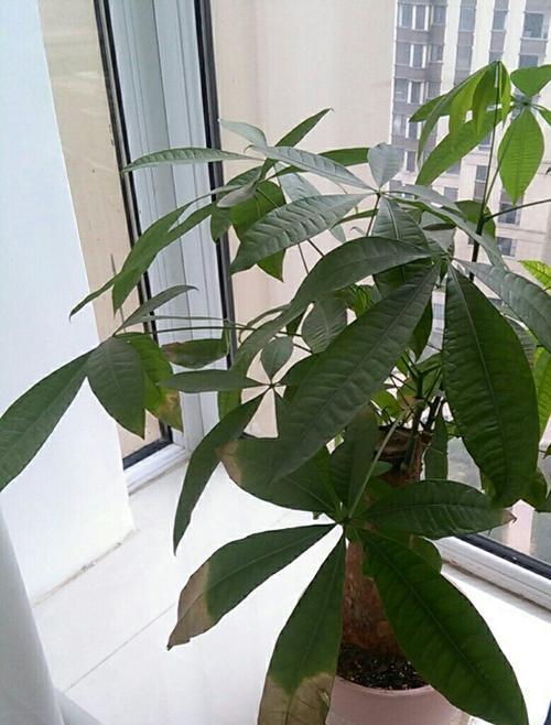 小发财树叶尖干枯的处理方法（如何恢复小发财树叶尖的健康/小发财树叶尖干枯怎么救治）