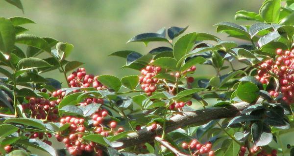 探秘花椒的独特风味（从历史文化到烹饪佳肴，花椒无处不在）