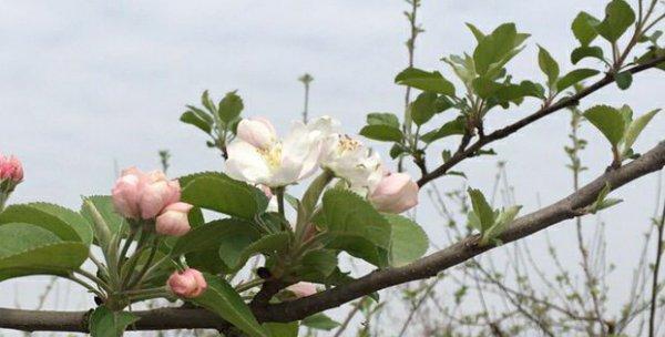 苹果树几年结果实？苹果树生长周期是多久？