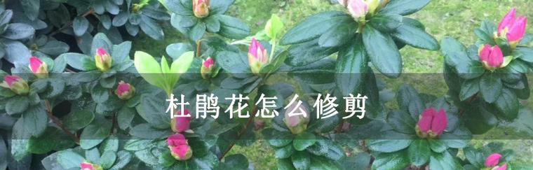 如何正确修剪杜鹃花？有哪些修剪技巧和注意事项？