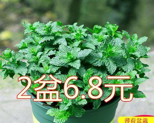 如何种植薄荷？种植薄荷需要注意什么？