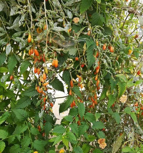 家里种枸杞树的风水好处（从风水学角度探讨家里种植枸杞树的好处）