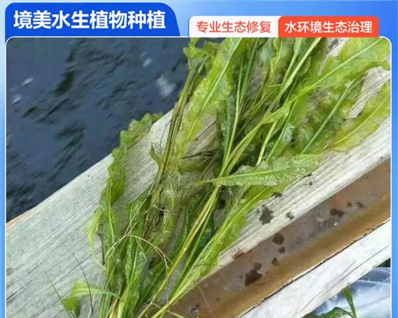 伊乐藻种植指南（了解伊乐藻的生长特点和种植时间，打造健康绿色生活）