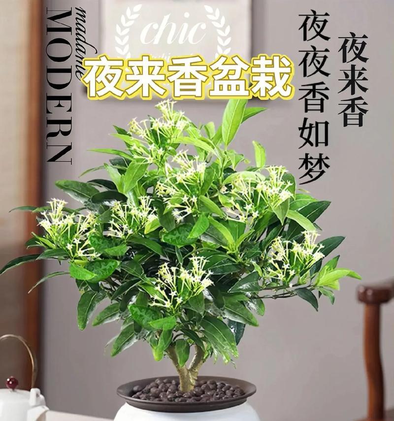 夜来香的芬芳魅力（探究夜来香的香气特点及其吸引力）