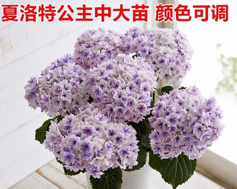 探究绣球花的生命特征（多年生还是一年生？——揭秘绣球花的成长之路）