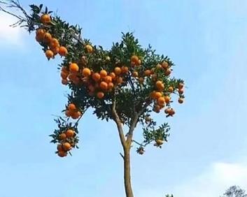 门前种植柚子树的好处（从经济、环境和健康角度看门前种柚子树）