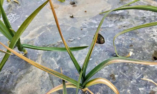 大蒜花叶病的防治（症状及预防方法）