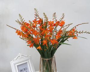 火焰兰开花时间及生长环境详解（探究火焰兰的开花时间、需求条件以及如何培育）