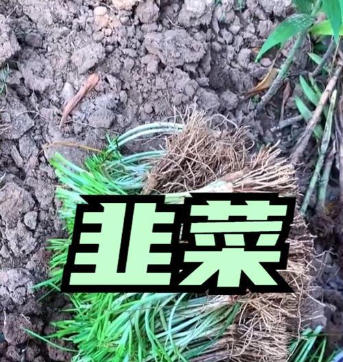 探讨韭菜亩产量多少斤的因素（韭菜生长期、种植环境、品种选择等因素对产量的影响）