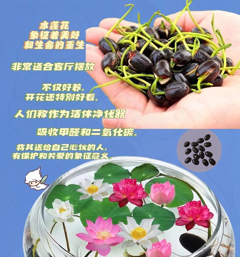 碗莲种植的盆型选择（选择深盆还是浅盆，你知道吗？）