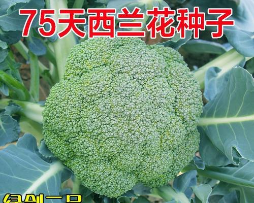 如何判断菜花熟熟没熟？（做个菜花专家，轻松掌握判断技巧。）