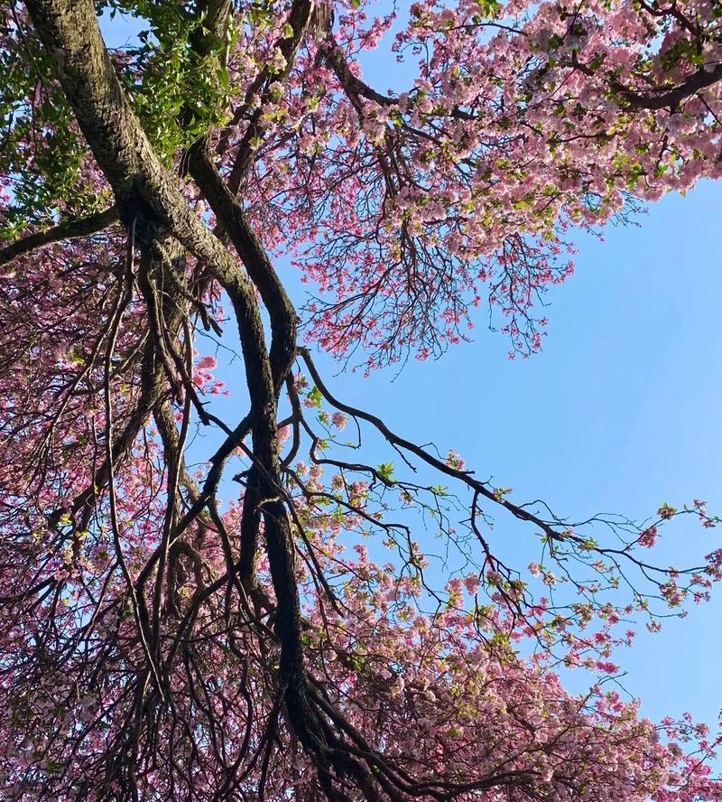 海棠花开的四季美景（赏花指南，品味四季美景）