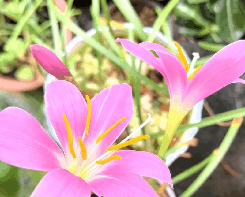 风雨兰花期及开花时间剖析（探寻风雨兰开花时间的奥秘）