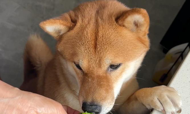 养宠物狗狗可以吃西兰花吗？（西兰花的好处和狗狗的适宜食用量）