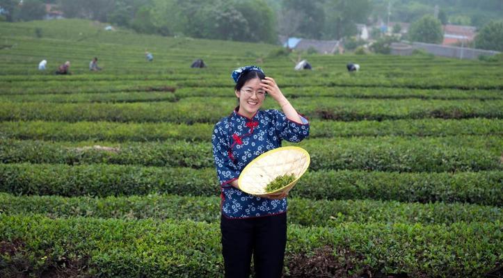 茶叶采摘的时间与技巧（如何选择最佳时机采摘茶叶）