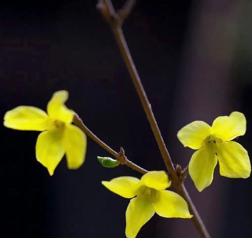 春节的花草、盆景和花灯（春节的花草、盆景和花灯）