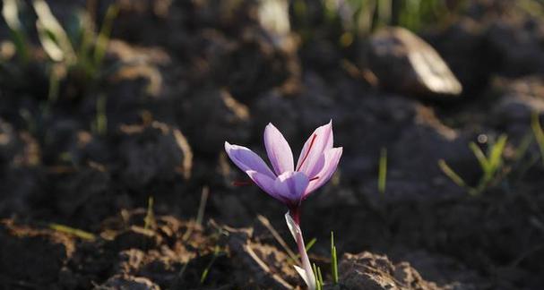 藏红花的生长环境条件及特点（高海拔、寒冷气候、缺水耐旱，藏红花的独特生长条件）