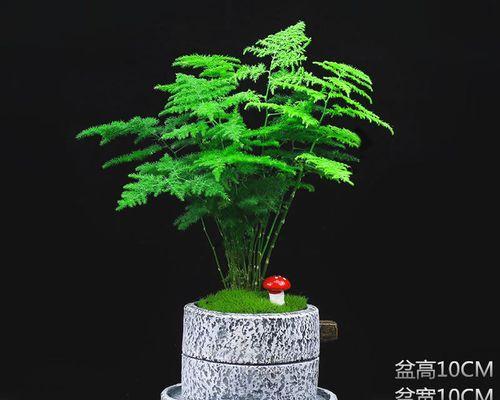 探秘与文竹相似的植物（寻找文竹的姊妹花，这个植物让你惊艳！）