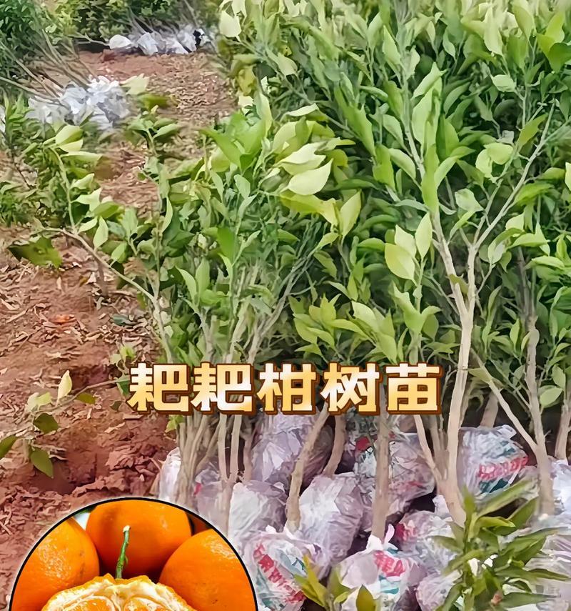 耙耙柑成熟时间及其品质特点（探究耙耙柑成熟的标志及其风味特征）