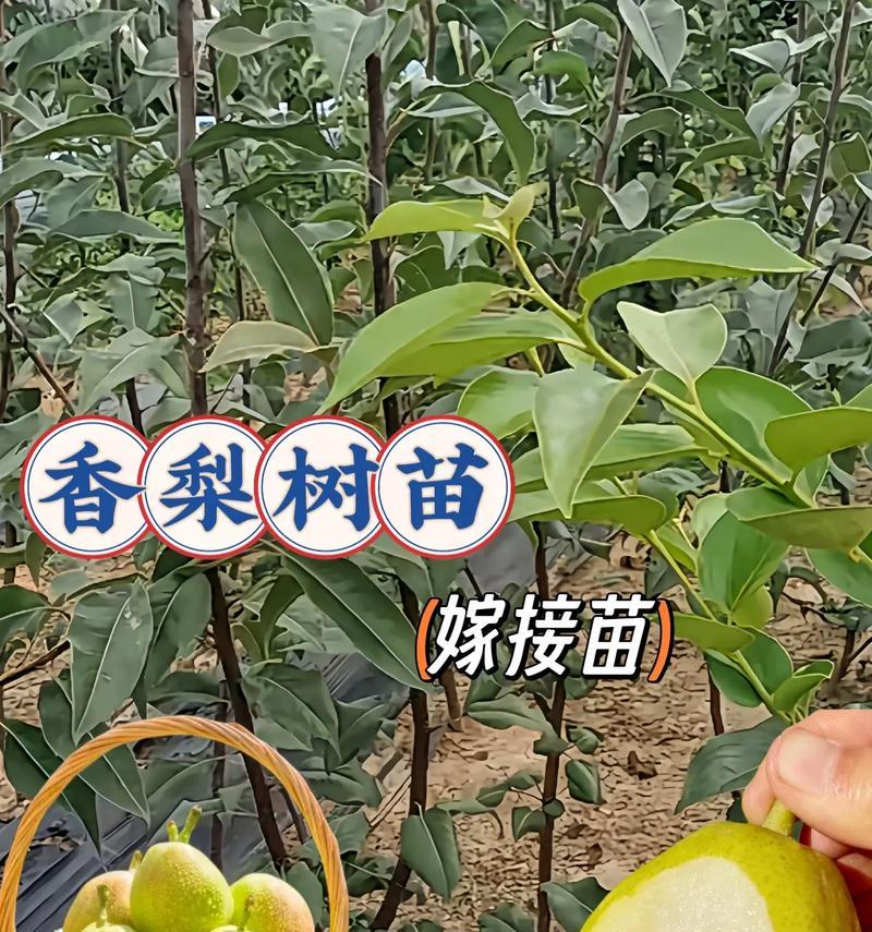 梨子的成熟季节与时间（掌握梨子成熟时间，享受甜蜜果香）