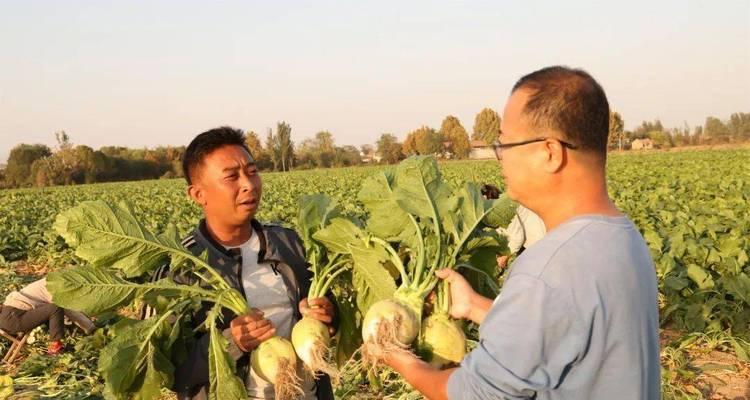 芥菜种植时间与生长周期详解（根据气候特点确定种植时间，掌握芥菜生长周期，助力种植）