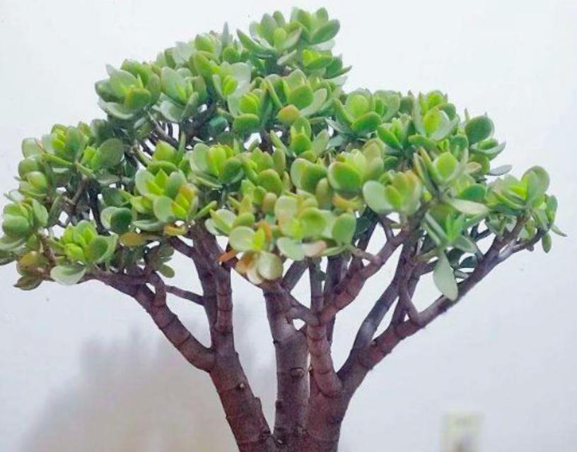探秘玉树开花周期（玉树开花周期的影响因素及研究现状）