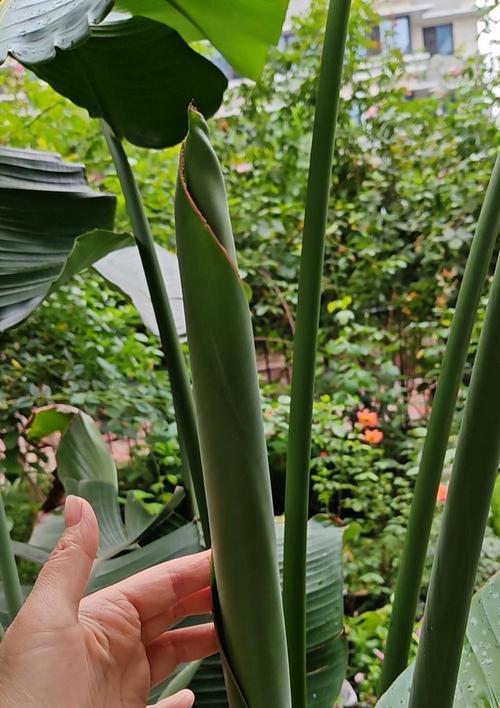 木耳菜的养殖条件与喜阳还是喜阴？（探讨适合木耳菜生长的最佳光照条件）