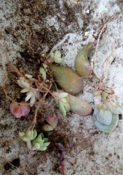 小蓝衣可以叶插吗？（一步步教你叶插小蓝衣，让你轻松变身植物达人！）