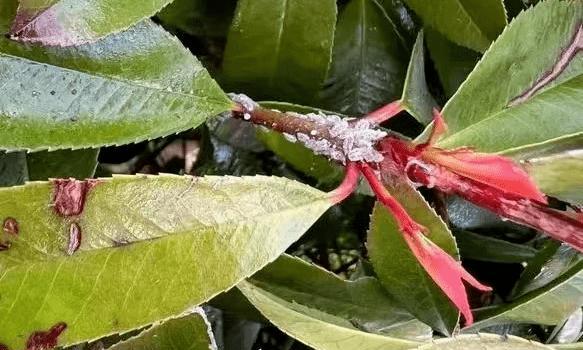 如何正确浇水红叶石楠（浇水时间、浇水量、浇水方法详解）