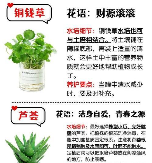 仙客来夏天的浇水方法（科学浇水，让仙客来健康生长）