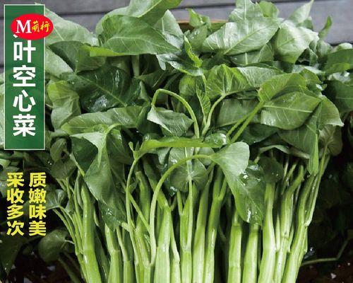 通菜——春季的鲜美时蔬（邂逅春天的绿色美食，品尝营养与健康）
