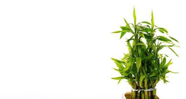 富贵竹的养殖技巧（阳光晒不是问题！富贵竹的种植和养护）
