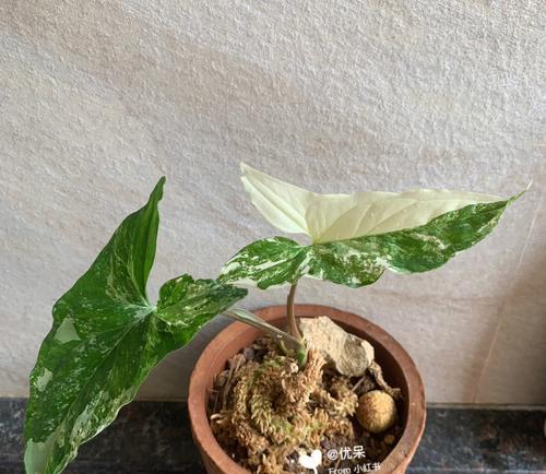 合果芋的水培养方法（室内养芋轻松实现，水养合果芋的妙招）