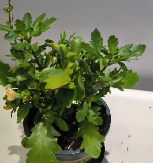 如何处理长寿花叶子发黄问题（学会正确的养护方法，让你的长寿花常青不衰）