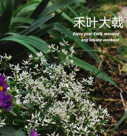 禾叶大戟的养殖全攻略（注意事项与细节讲解，从源头把握——禾叶大戟的养殖秘籍）