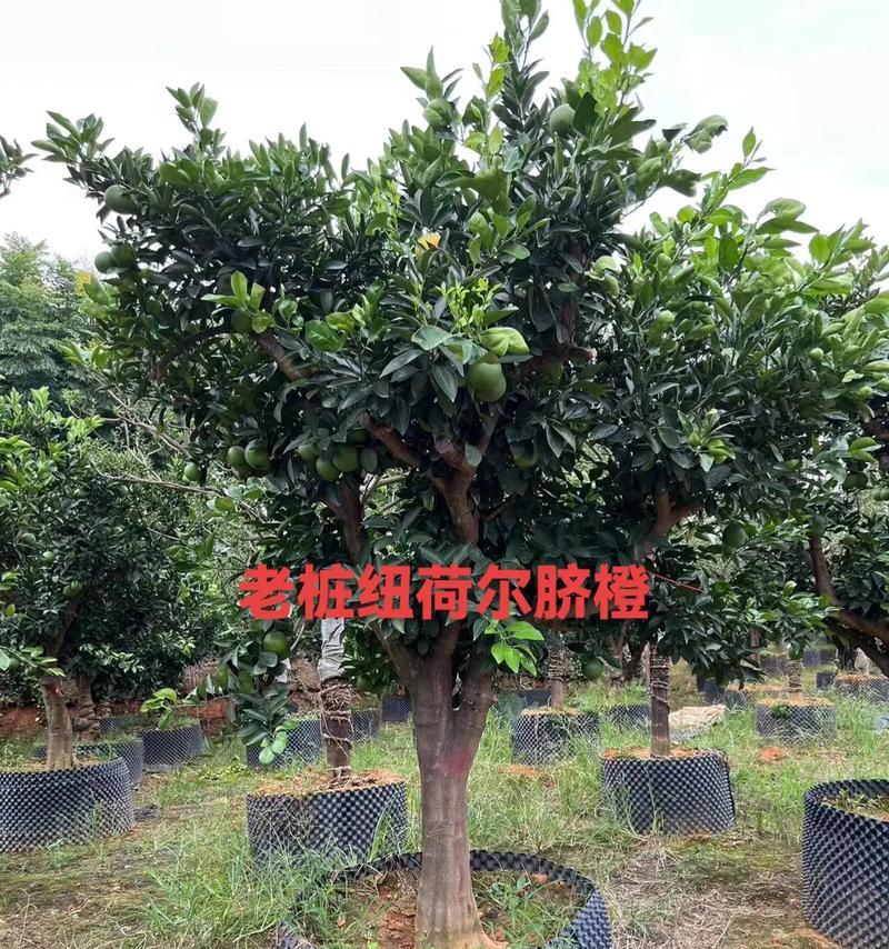 橙子树嫁接技术探秘（掌握嫁接技巧，让橙子树成长更健康）