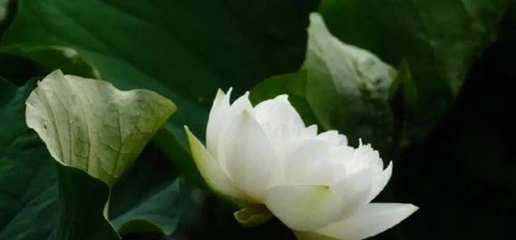 莲花开花时间及特点详解（什么时间莲花开花，莲花开花的特点是什么？）
