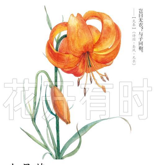 团结之花——向日葵的花语（传递希望的向日葵，用团结为创造美好未来注入力量）