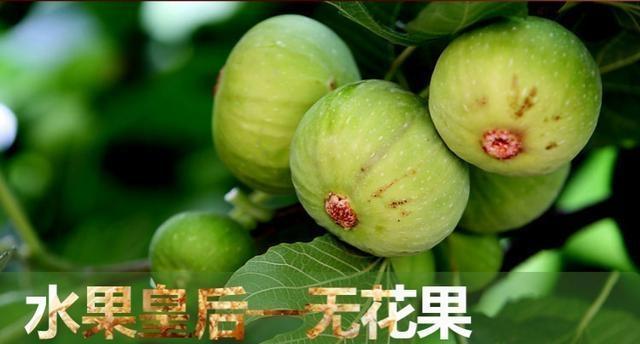 无花果的最佳食用季节（春季至秋季，甜美无比的果实）
