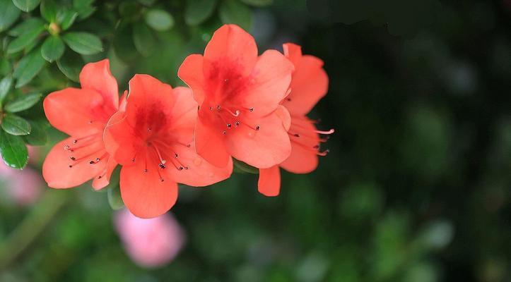 杜鹃花的淋雨之谜（为什么有些杜鹃花可以淋雨？）