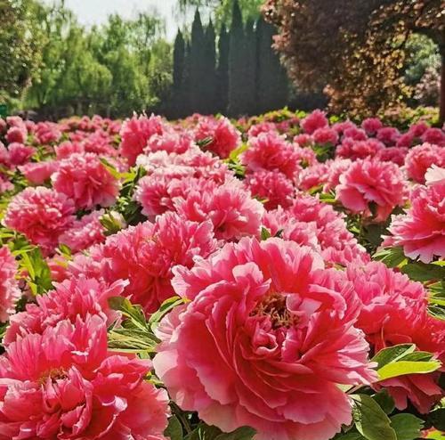 牡丹花之美（探秘牡丹花的样子和特点）