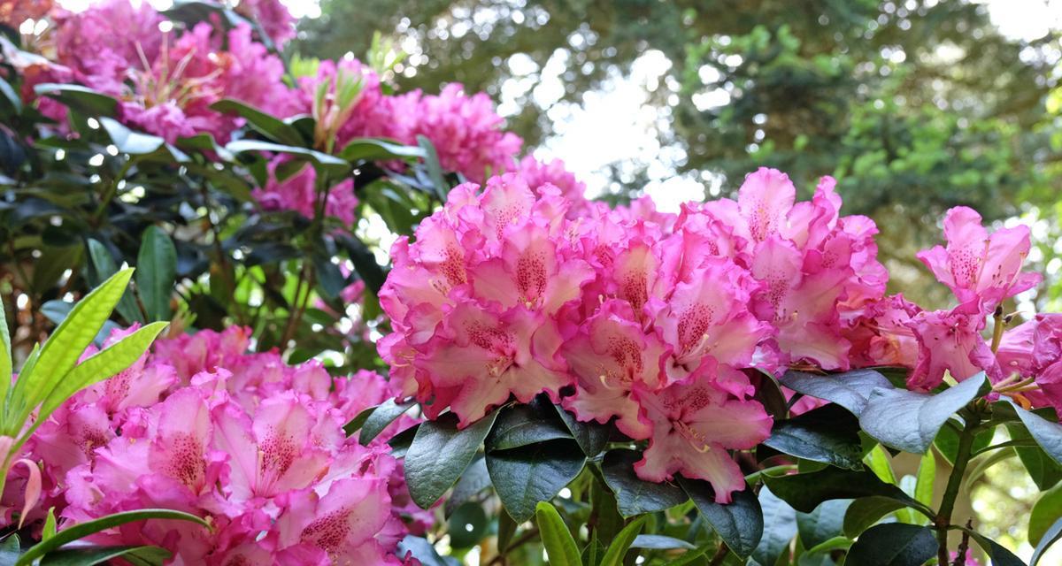 杜鹃花的种植与土壤选择（适合杜鹃花的土壤条件及栽培技巧）