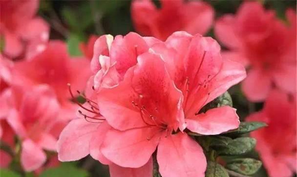 映山红——绚丽多彩的“秋之花”（缤纷花海如梦幻，舞动姿态似红舞鞋，红色情调萦绕心扉）